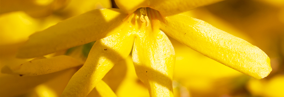 在线短信呼死你